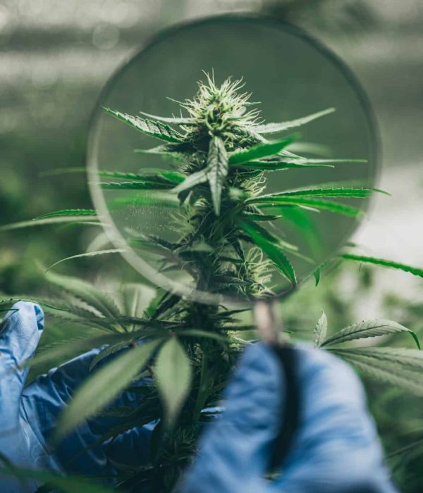 blue glove holding marijuana bud under a magnifying glass